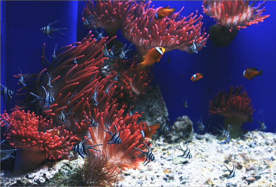 Fish swim among anemones and sea plant life.