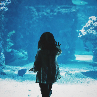 A small child touches the glass of a large aquarium