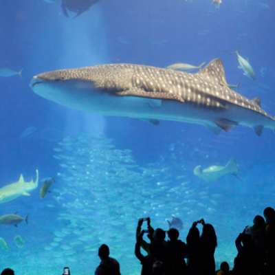 A group of aquarium visitors take photos with their phones while a shark swims behind the glass and above them.