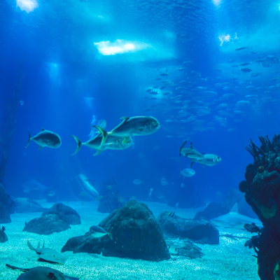 Small fish swim in a very large aquarium