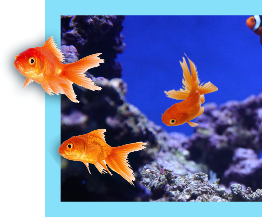 Three goldfish swimming beyond the framed background of the sea behind them