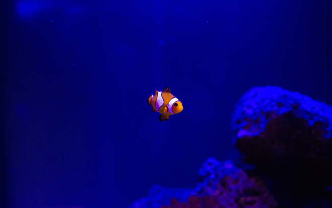 Clown fish swimming in large aquarium