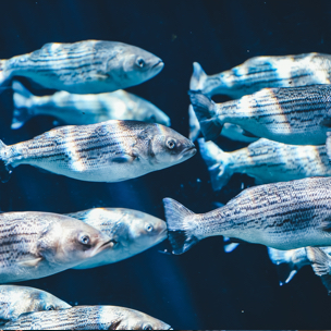 A school of fish swim together